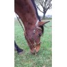 Filet pour hackamore Cousu